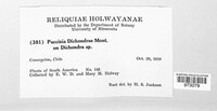 Puccinia dichondrae image